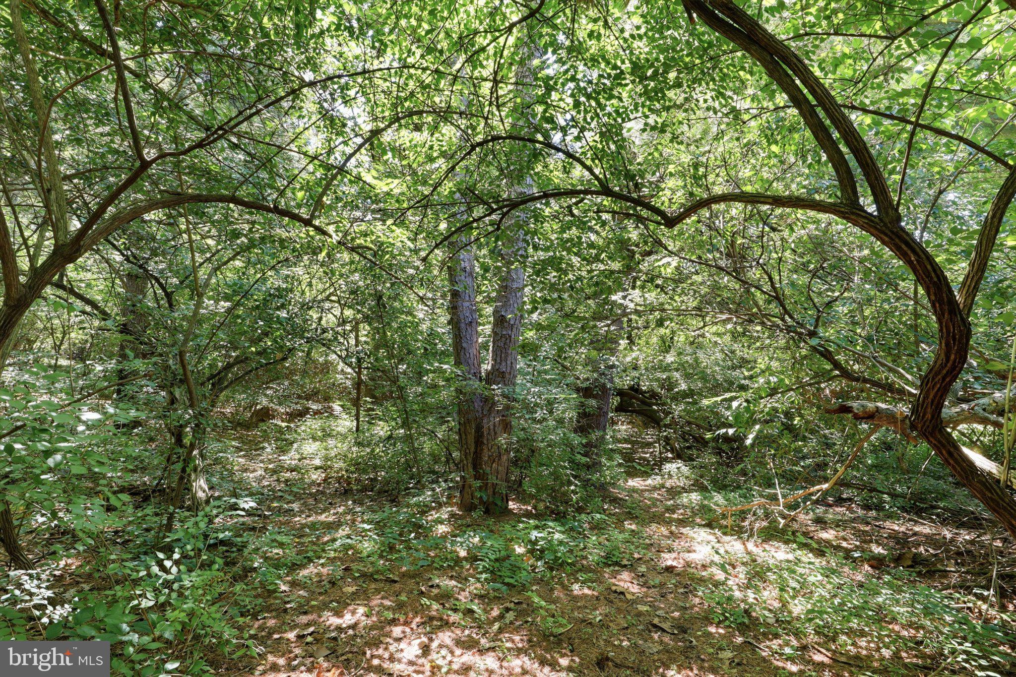 2381 Ridge Road Glenville, PA 17329 - Photo 42 of 58 Lush greenery envelops a tranquil grove.