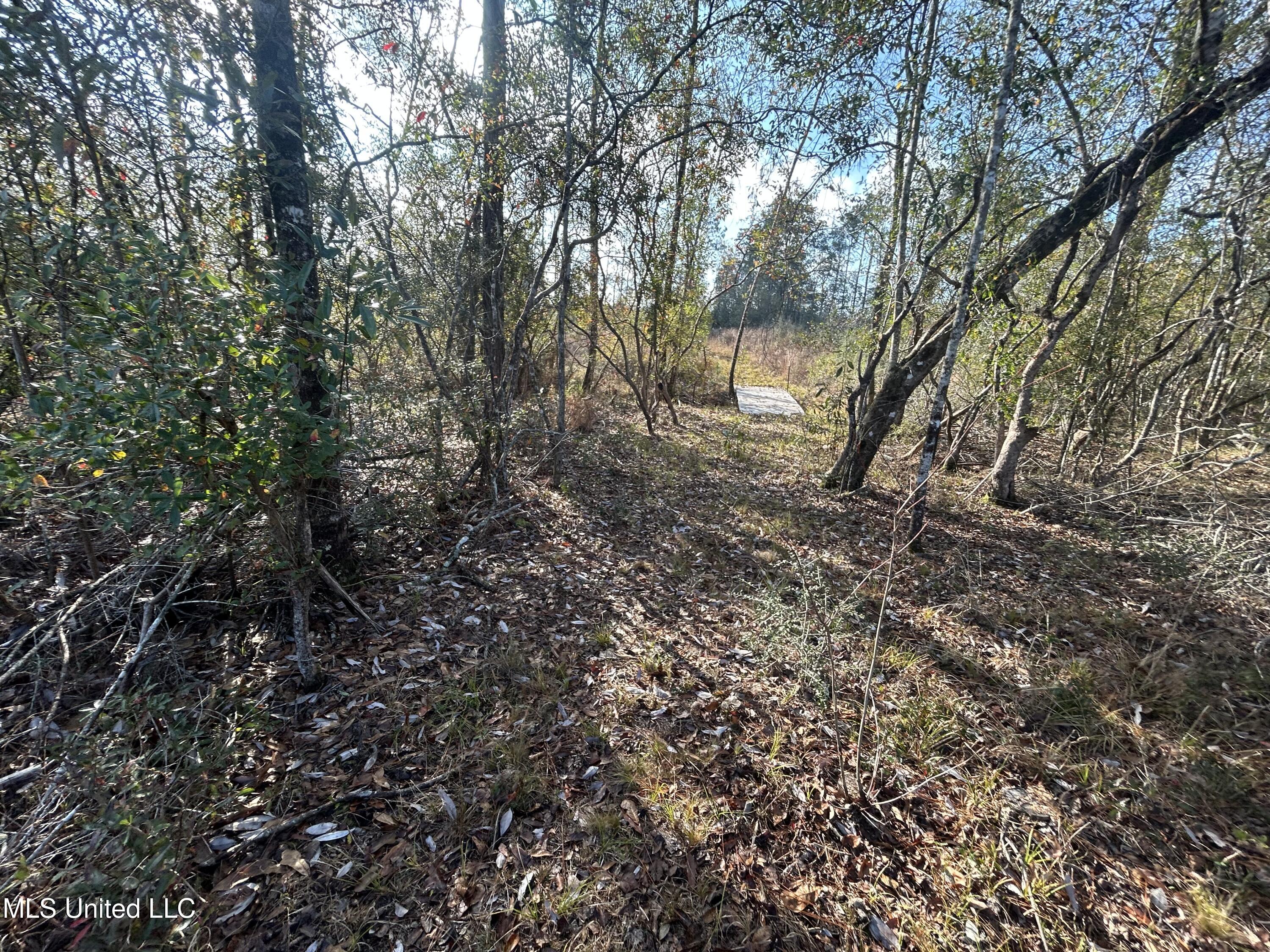 0 Will Lee Road Lumberton, MS 39455 - Photo 14 of 23 IMG_0862
