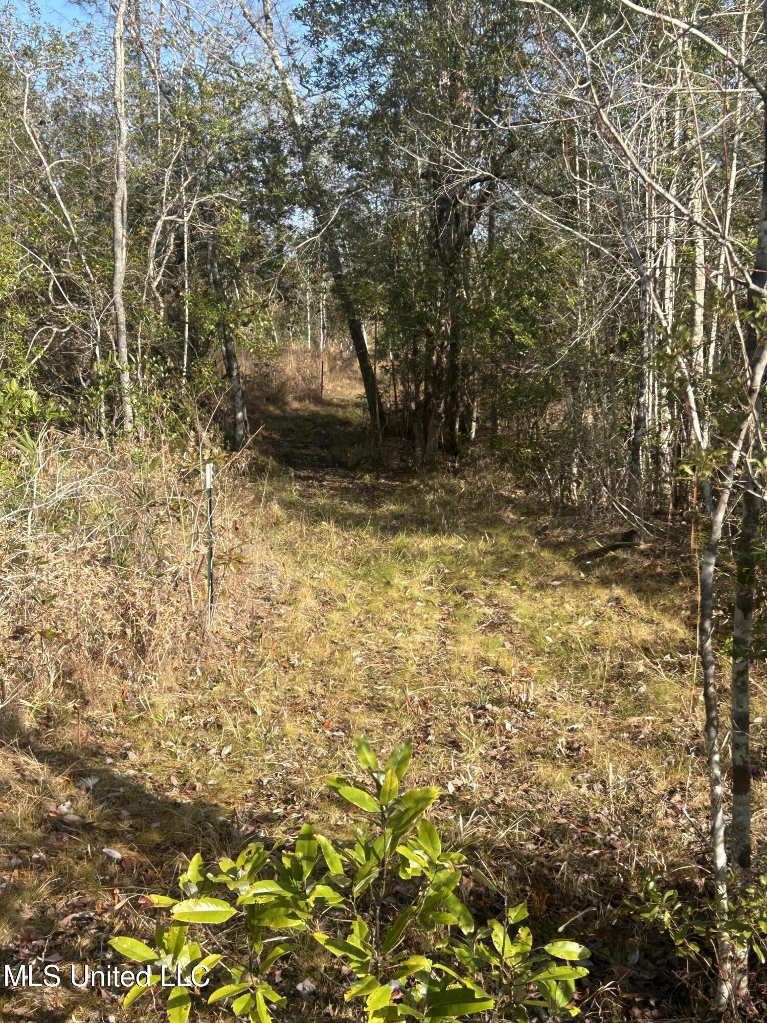 0 Will Lee Road Lumberton, MS 39455 - Photo 16 of 23 IMG_0850