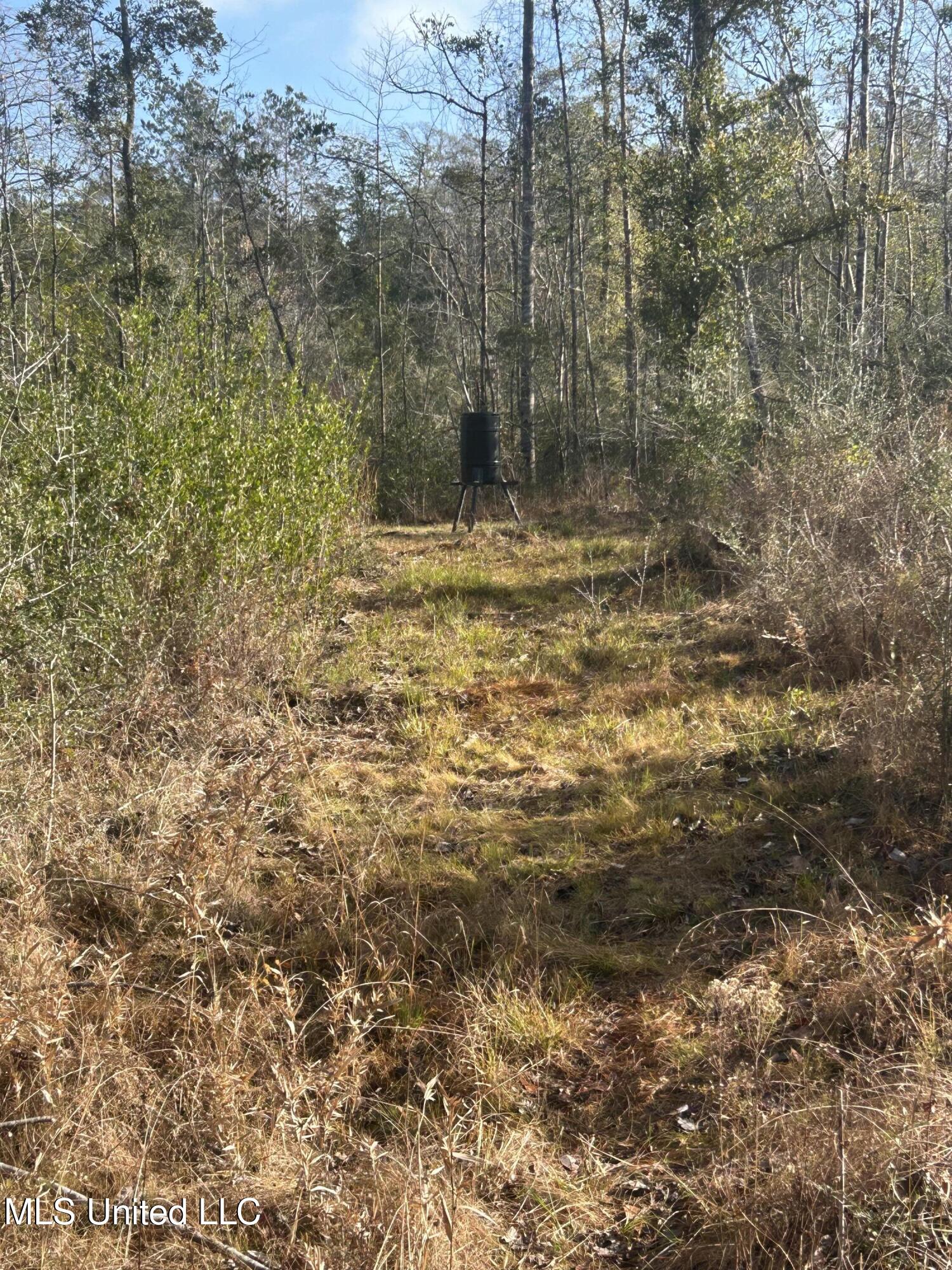 0 Will Lee Road Lumberton, MS 39455 - Photo 17 of 23 IMG_0849