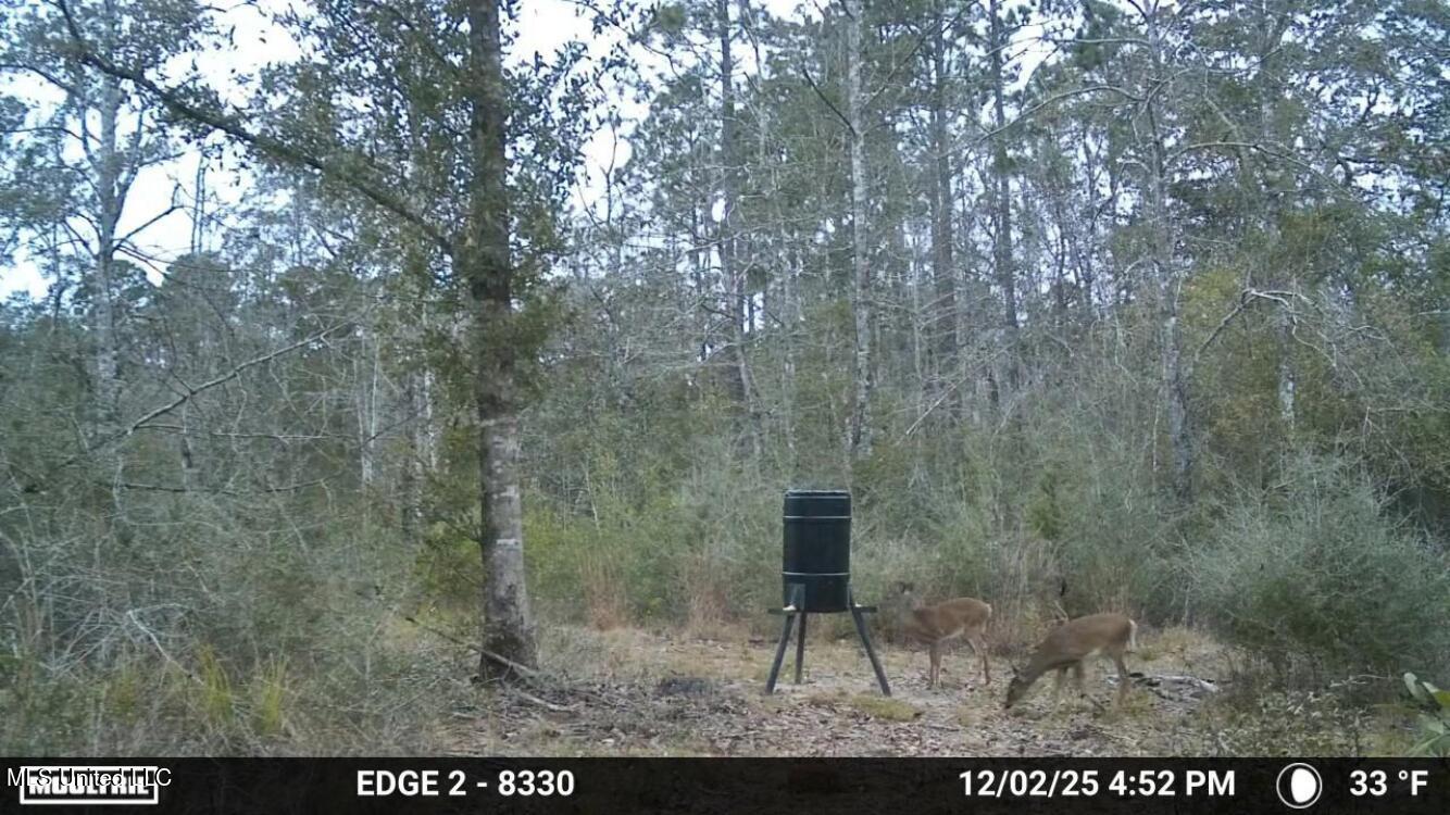 0 Will Lee Road Lumberton, MS 39455 - Photo 23 of 23 IMG_1640