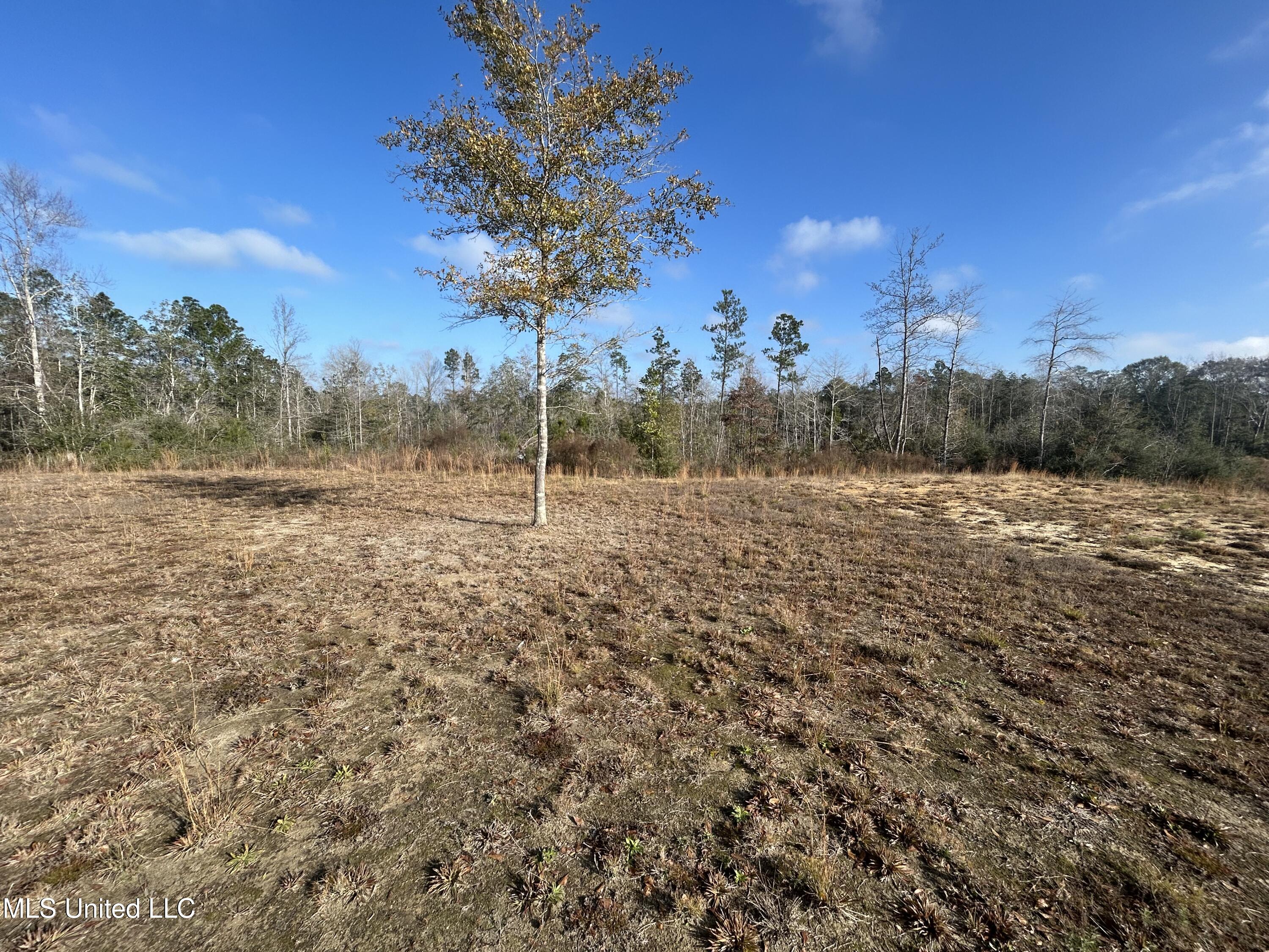 0 Will Lee Road Lumberton, MS 39455 - Photo 5 of 23 IMG_0872