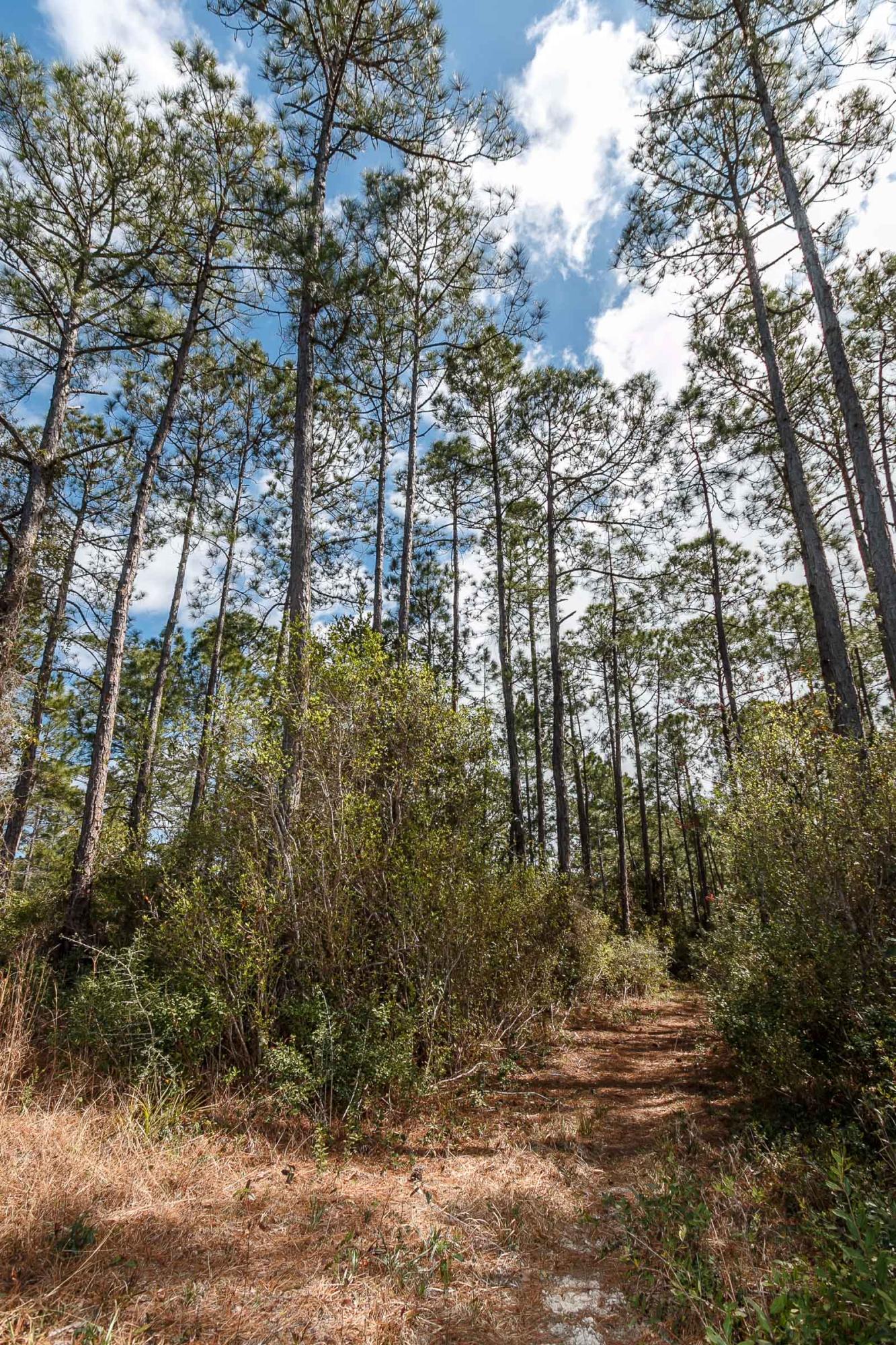 1616 Indian Woman Road Santa Rosa Beach, FL 32459 - Photo 26 of 35 Indian Woman Rd_McGee_2016_03_08_206