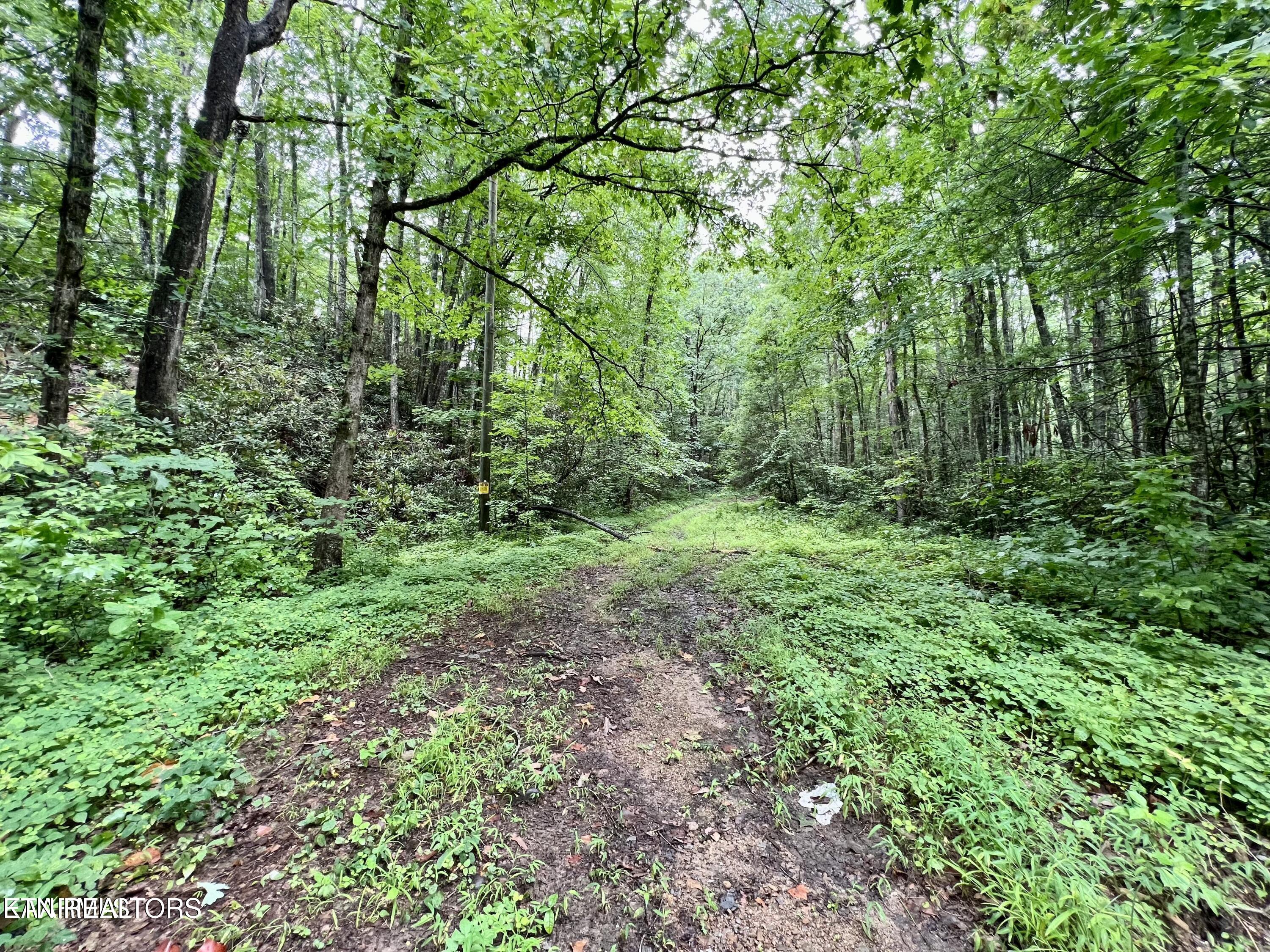 Sycamore Street Sevierville, TN 37876 - Photo 2 of 8 20230806223413489774000000-o