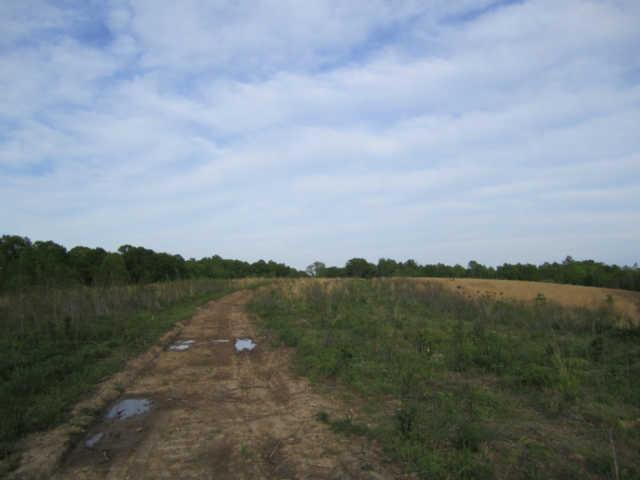265 Muckle Branch Road Ethridge, TN 38456 - Photo 12 of 20 Farm Road thru the 2nd Open Field "Where Wild Life Graze & Live"