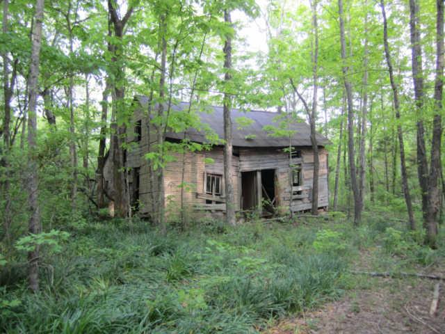 265 Muckle Branch Road Ethridge, TN 38456 - Photo 14 of 20 Flowers Surround this Old House Site Where the Musician & Farmer Invited Musicians to Play every Friday & Saturday until all 5 Daughters were married