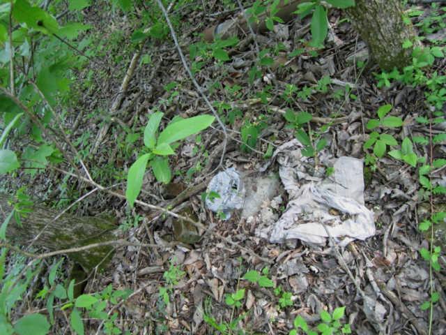 265 Muckle Branch Road Ethridge, TN 38456 - Photo 15 of 20 Old Well at the Old House Site Could be Cleaned & Used Again