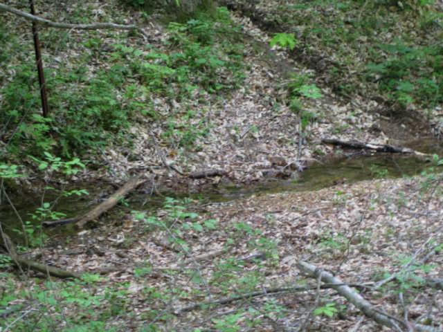 265 Muckle Branch Road Ethridge, TN 38456 - Photo 16 of 20 This is Only 1 of 3 Springs on this Property "Perfect Spot for Resivor Pond"