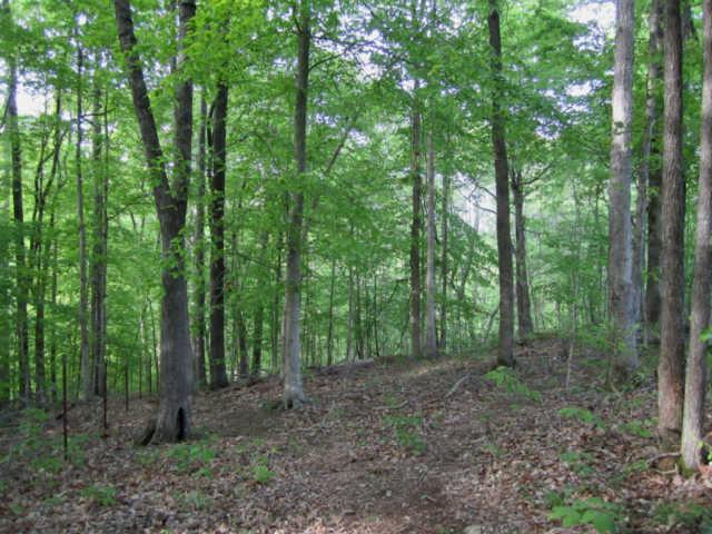 265 Muckle Branch Road Ethridge, TN 38456 - Photo 18 of 20 Line Fence in the Woods
