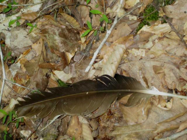 265 Muckle Branch Road Ethridge, TN 38456 - Photo 19 of 20 Turkey Feather found on the Forrest Floor home to Turkey, Deer, Squirels, Rabbits, Coons . . .