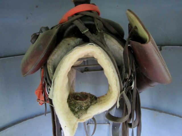 265 Muckle Branch Road Ethridge, TN 38456 - Photo 20 of 20 This Bird Felt Safe Enough to Nest in this Saddle