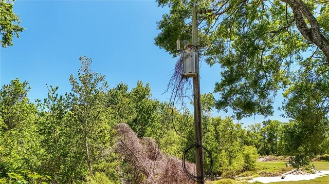 a view of a yard with plants and large trees