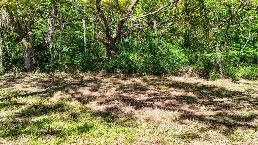 9240 Creston Avenue New Port Richey, FL 34654 - Photo 23 of 39 a view of a tree with a yard