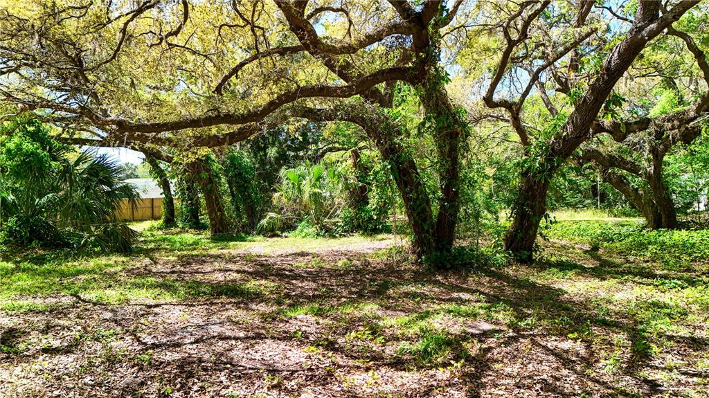 9240 Creston Avenue New Port Richey, FL 34654 - Photo 4 of 39 a big yard with lots of green space and trees
