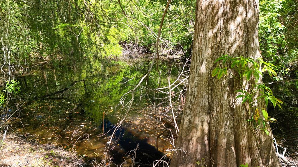 9240 Creston Avenue New Port Richey, FL 34654 - Photo 9 of 39 a view of a tree