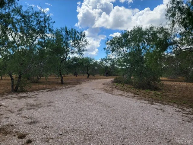 a view of a forest with trees in the background