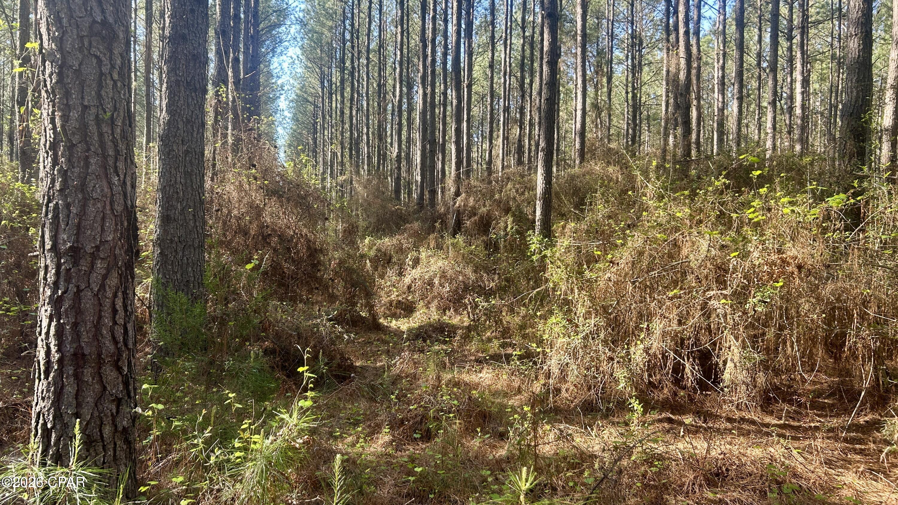 K Grimes Road Laurel Hill, FL 32567 - Photo 9 of 20 Gallery Image 9