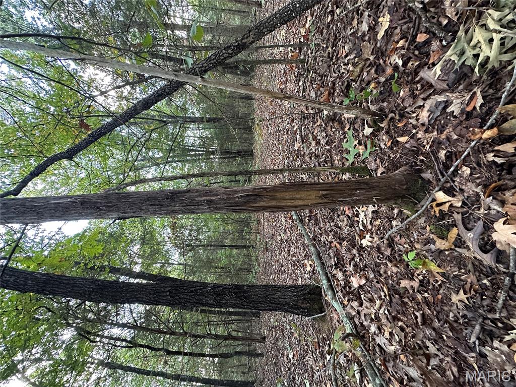 Tbd Daily Trail Warm Springs, AR 72478 - Photo 4 of 57 Gallery Image 4