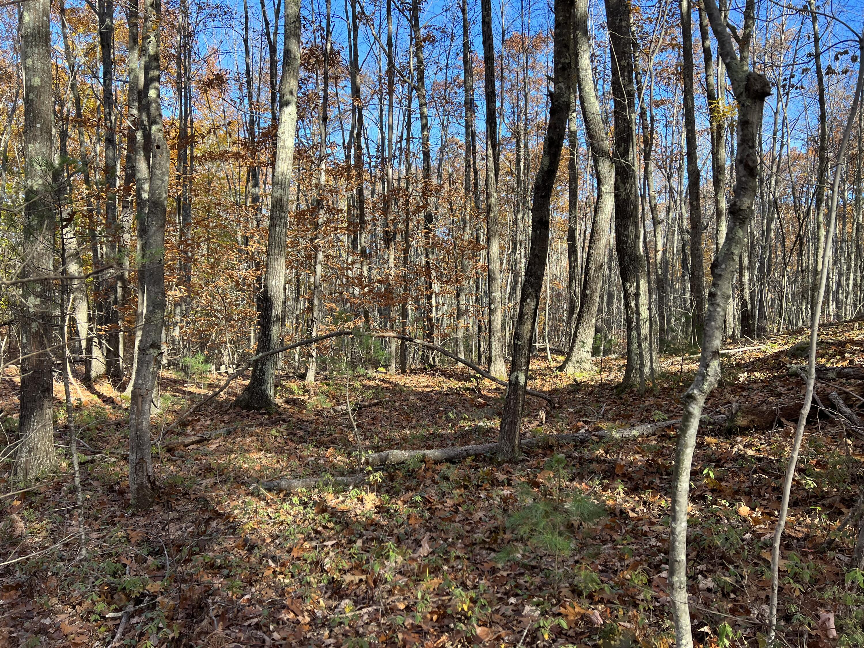 0 Poor Farm Road Lyman, ME 04002 - Photo 6 of 10 IMG_4240