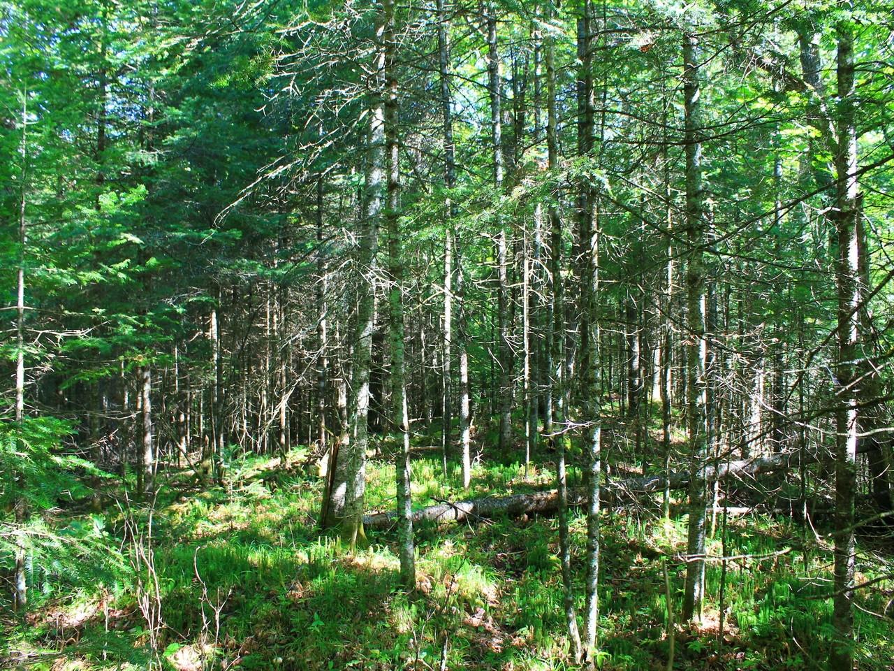 On East Bay Road Presque Isle, WI 54557 - Photo 24 of 34 Gallery Image 24