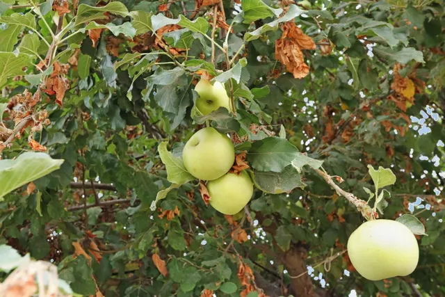 $298,900 | 421 East Elm Street, Lodi, CA 95240