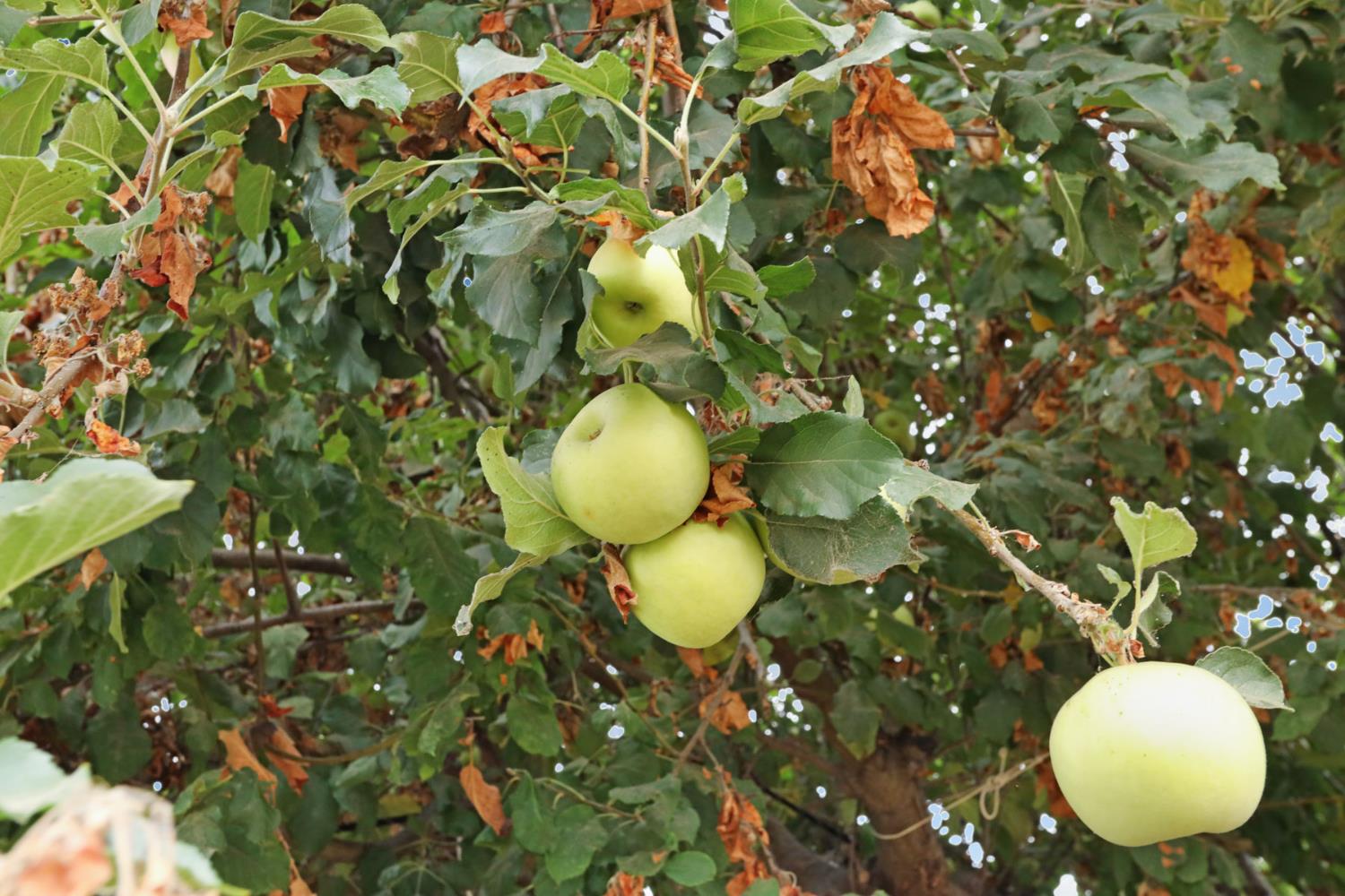 421 East Elm Street Lodi, CA 95240 - Photo 17 of 17 a bathroom with a sink and mirror