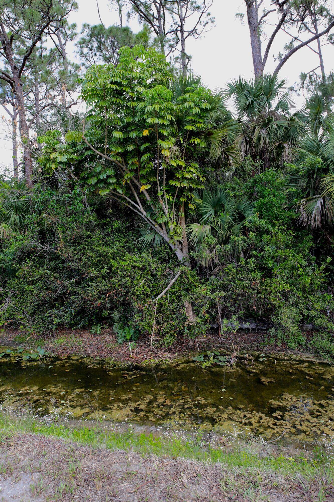 Tbd Sandy Run Road Jupiter, FL 33478 - Photo 16 of 26 Sandy Run Canal Trees