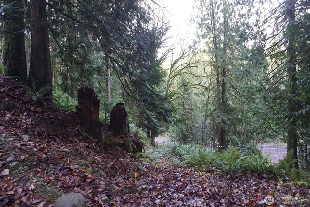 a view of a garden with trees