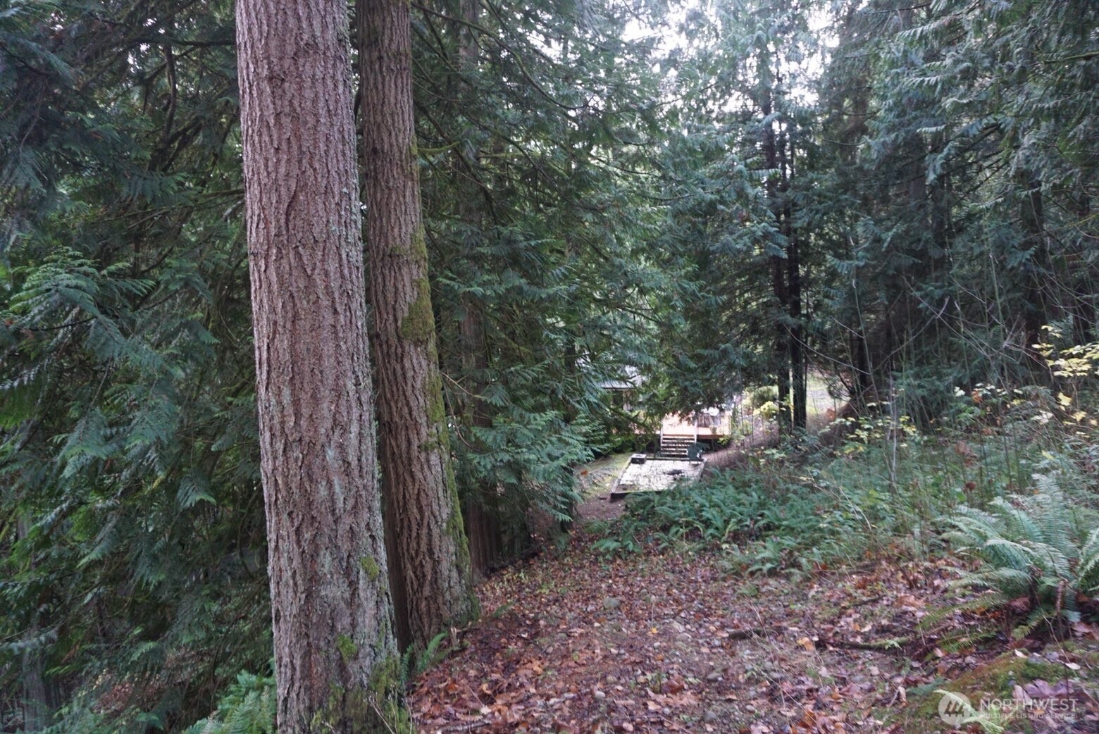 4703 Ames Lake-Carnation Road Northeast Redmond, WA 98053 - Photo 14 of 21 a backyard of a house with lots of green space