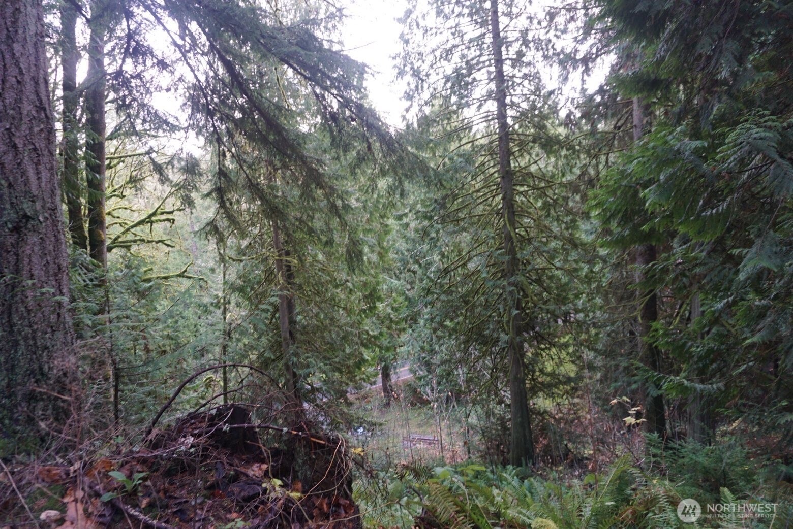 4703 Ames Lake-Carnation Road Northeast Redmond, WA 98053 - Photo 15 of 21 a view of a forest with lots of trees