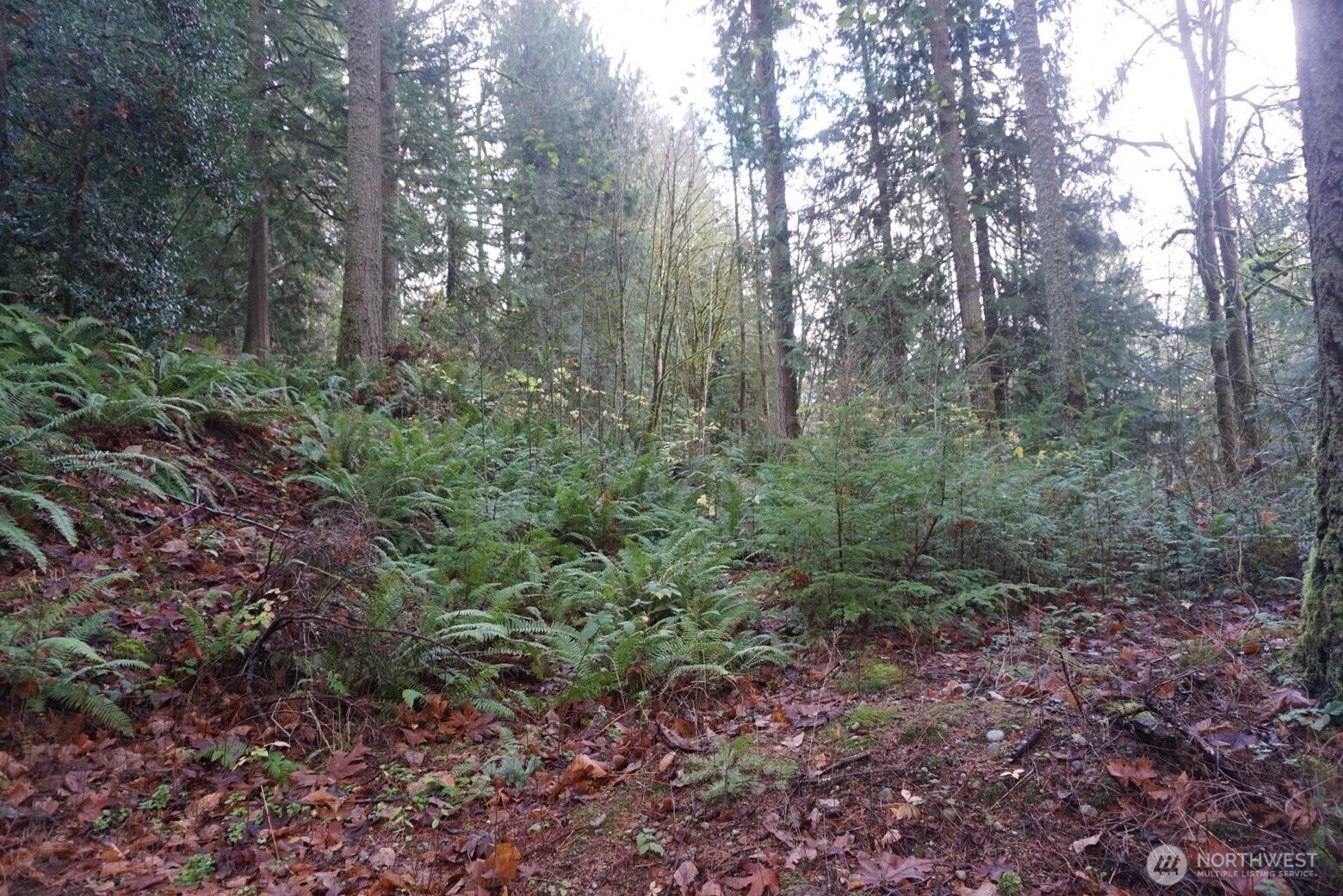 4703 Ames Lake-Carnation Road Northeast Redmond, WA 98053 - Photo 17 of 21 a view of a lush green forest