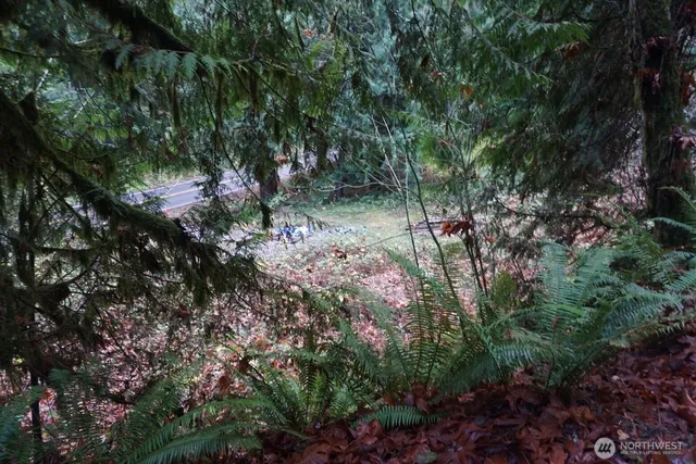 a view of a tree in a garden