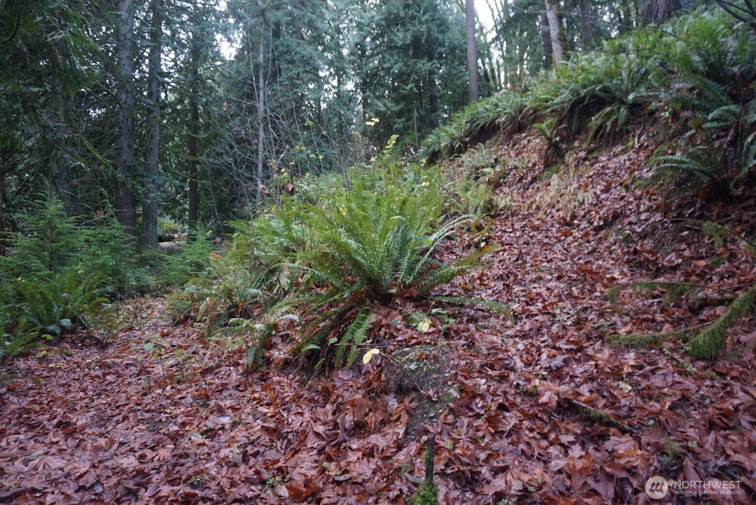 4703 Ames Lake-Carnation Road Northeast Redmond, WA 98053 - Photo 20 of 21 a view of a large yard with lots of green space