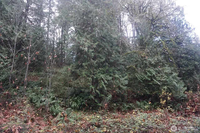 a view of a forest with trees in the background