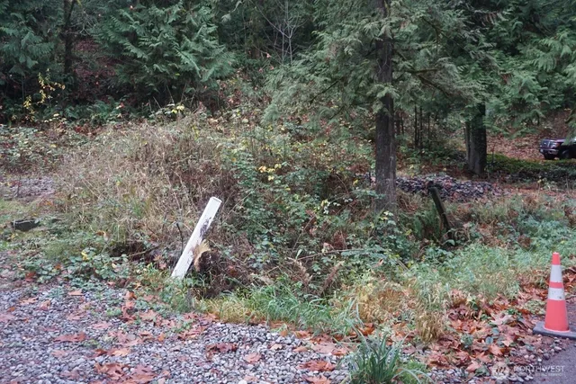 a view of a forest with a tree