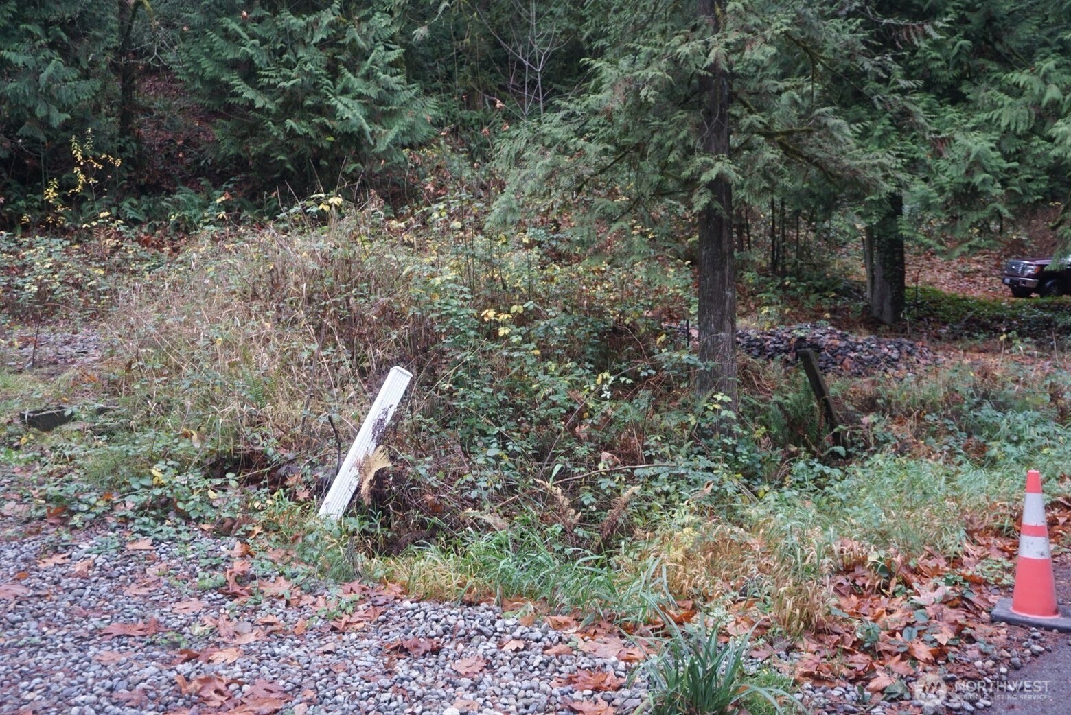 4703 Ames Lake-Carnation Road Northeast Redmond, WA 98053 - Photo 3 of 21 a view of a forest with a tree
