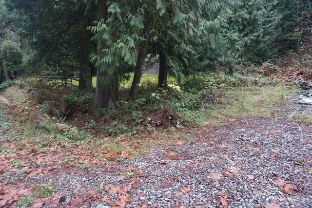a view of a forest with trees in the background