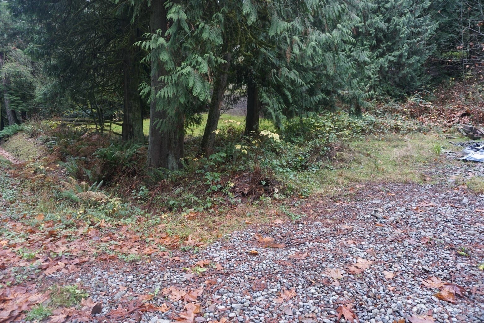 4703 Ames Lake-Carnation Road Northeast Redmond, WA 98053 - Photo 4 of 21 a view of a forest with trees in the background