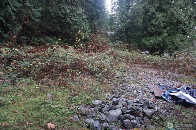 a view of a forest with a tree