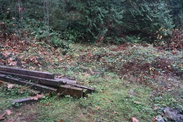 a view of a backyard with plants and large trees