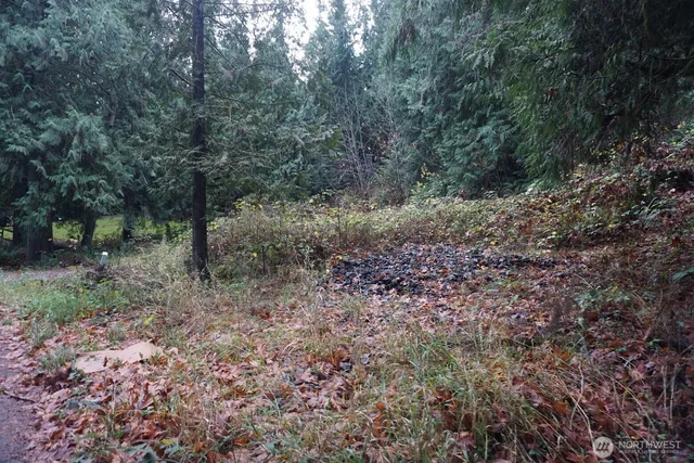 a view of a forest with trees in the background