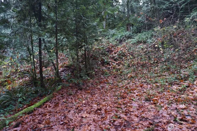 a view of a large yard with lots of trees