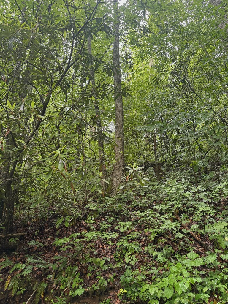 0 Chestnut Cv Road Sylva, NC 28779 - Photo 2 of 13