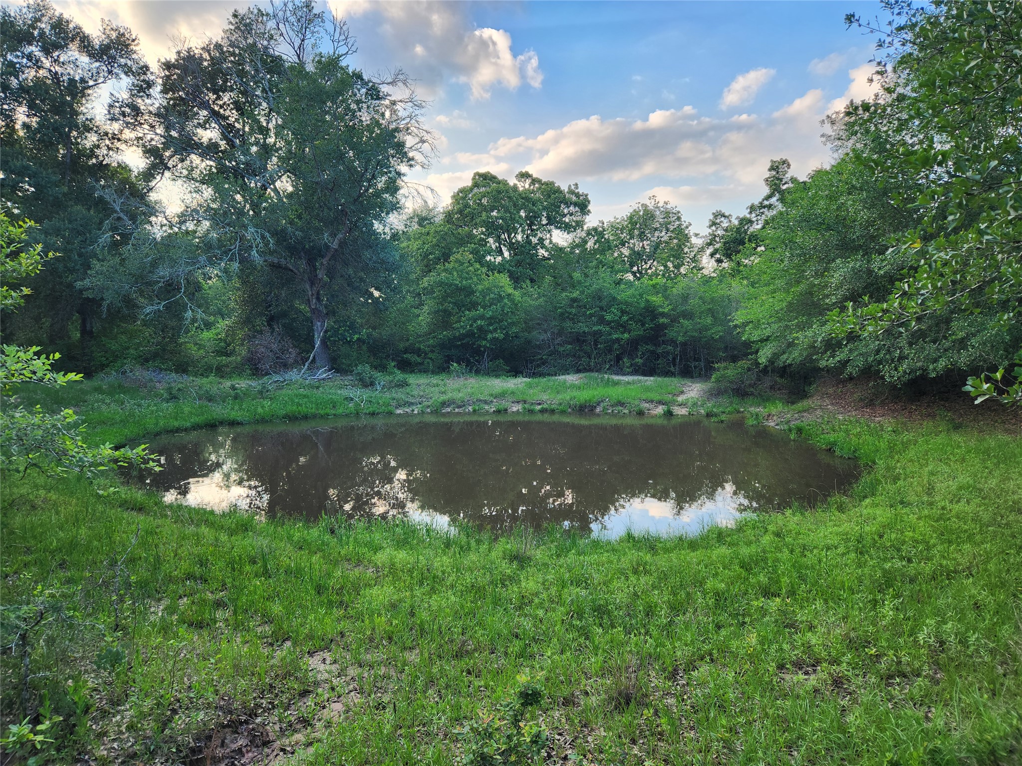 18155 Wellman Road Washington, TX 77880 - Photo 5 of 14 Natural pond with surrounding green grass and mature trees