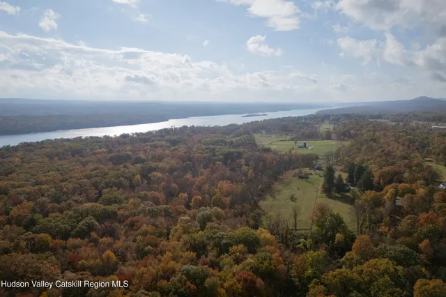 a view of a tree in a forest