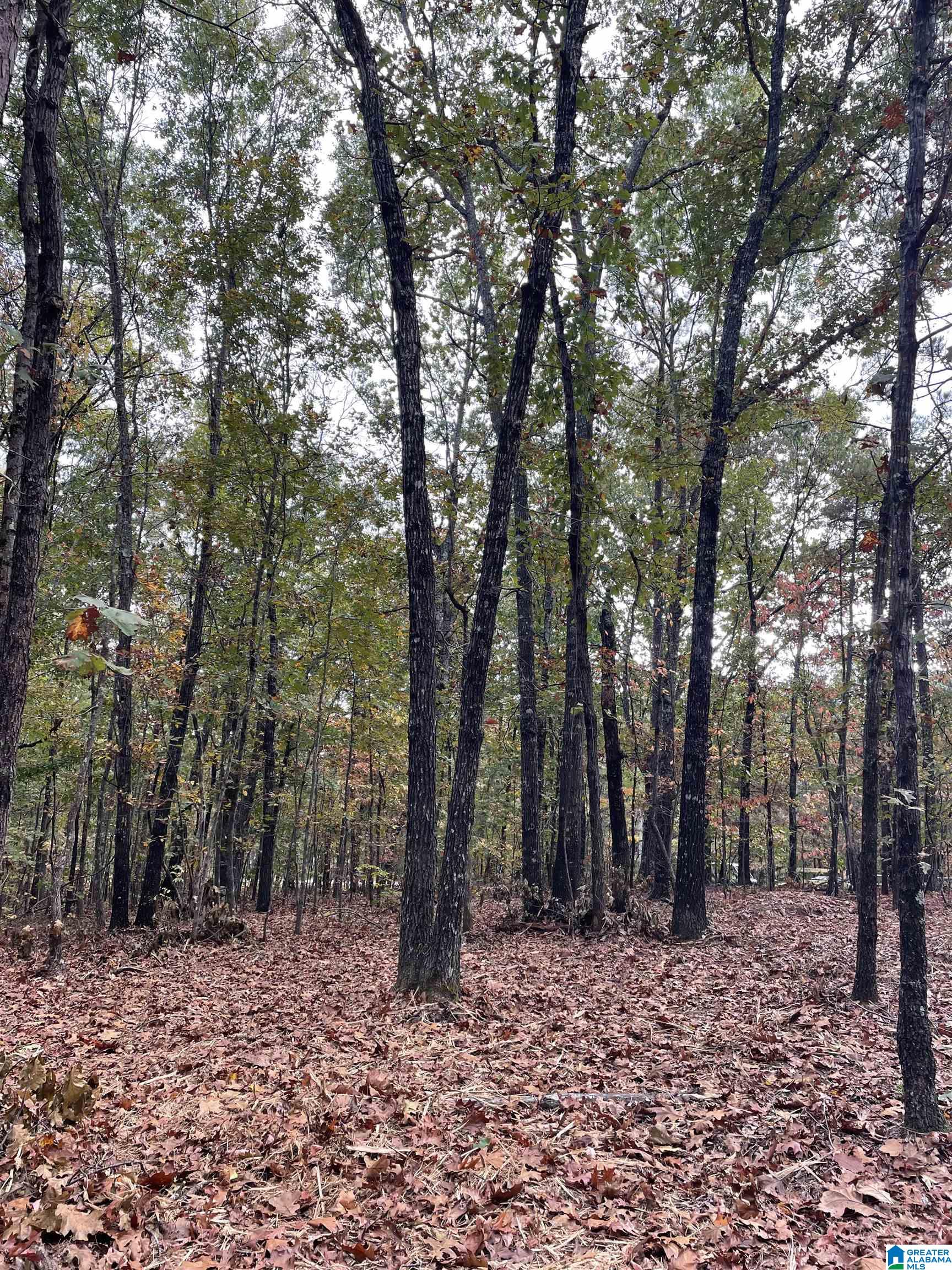 4348 County Road 25, Unit 1 Heflin, AL 36264 - Photo 3 of 22