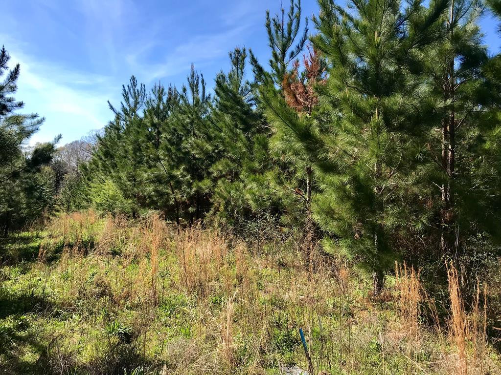 0 Traci Loop Bogue Chitto, MS 39629 - Photo 1 of 1 Main View
