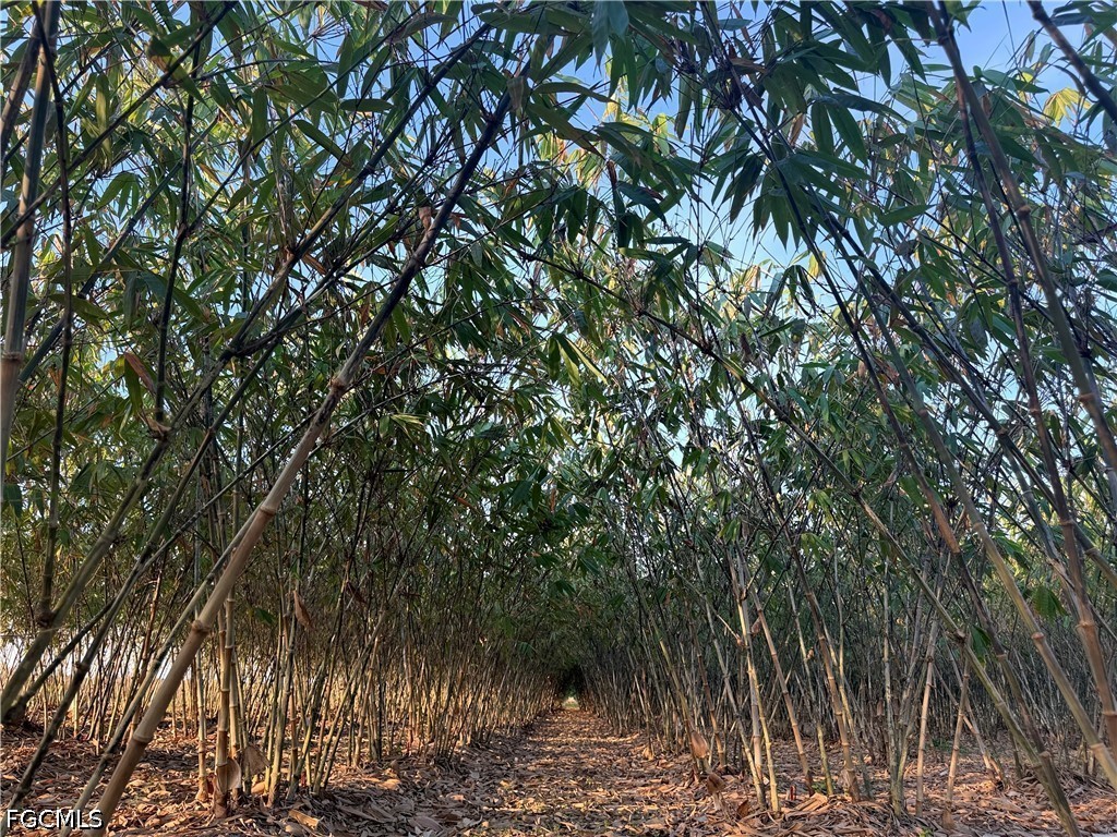 a view of a tree