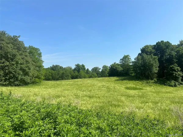 a view of field with tall trees