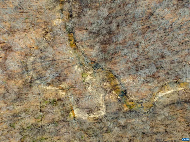 a close up of a tree